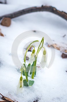 Snowdrop flower coming out from real snow