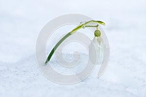 Snowdrop flower coming out from real snow