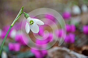 Snowdrop flower on forest floor photo