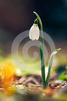 snowdrop flower (Galanthus nivalis)