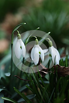 Snowdrop flower, Galanthus nivalis, close up