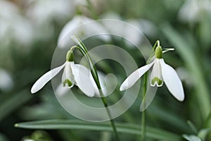 Snowdrop flower, Galanthus nivalis, close up