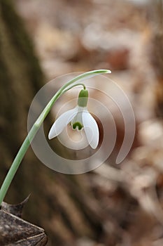 Snowdrop flower, Galanthus nivalis, close up