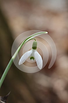 Snowdrop flower, Galanthus nivalis, close up