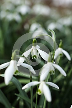 Snowdrop flower, Galanthus nivalis, close up