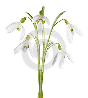 Snowdrop flower isolated