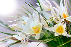 Snowdrop flower macro