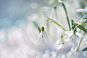 Snowdrop flower in melting snow