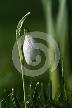 Snowdrop flower in morning dew