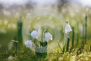 Snowdrop flower in nature with dew drops