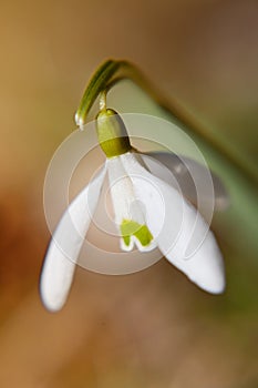 Snowdrop