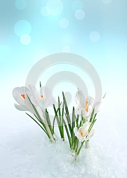 Snowdrop flower in snow