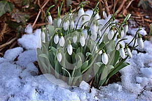 Snowdrop flower in snow