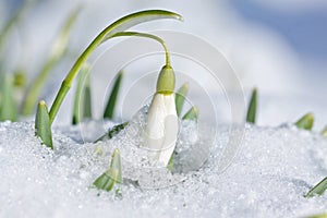 Snowdrop flower with snow in the garden