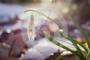Snowdrop flower with water drop and sun ray reflection growing in the forest at early spring, soft focus. Fresh spring vibe.