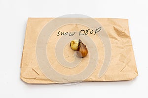 Snowdrop flowering bulbs on white background