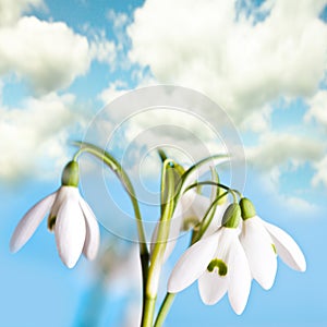 Snowdrop flowers