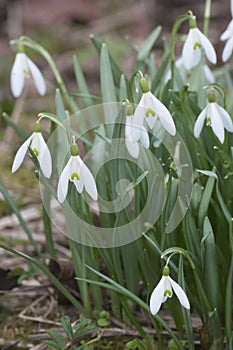 snowdrop flowers