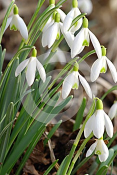 Snowdrop Flowers