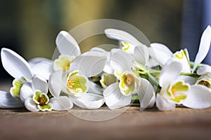 Snowdrop flowers background