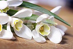 Snowdrop flowers background