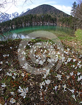 snowdrop flowers blooming in spring and the mountains on the shore of the alpine lake