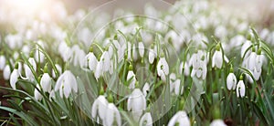 Snowdrop flowers blooming in winter and spring, sunlight shinning through the blossoms and leaves, first wildflower