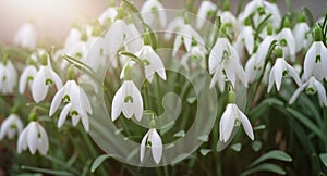 Snowdrop flowers blooming in winter and spring, sunlight shinning through the blossoms and leaves, first wildflower in springtime