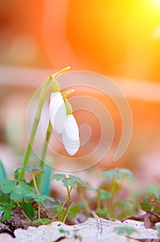 Snowdrop flowers and a bright sunny morning.