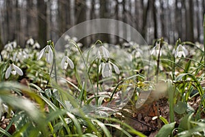 Snowdrop flowers