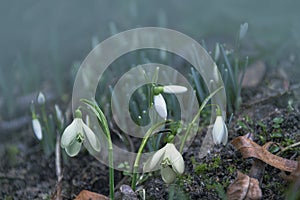 Snowdrop flowers close-up. Beautiful first flowers bloomed in spring. White Galanthus nivalis in a clearing in bright sunlight.