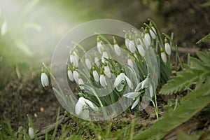 Snowdrop flowers close-up. Beautiful first flowers bloomed in spring. White Galanthus nivalis in a clearing in bright sunlight.