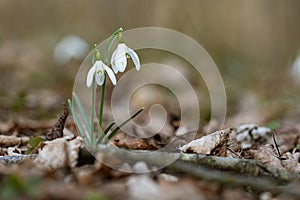 Snowdrop flowers closeup on the forest floor in the spring