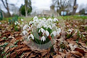 Snowdrop flowers in English churchyard