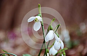 Snowdrop flowers on forest floor photo