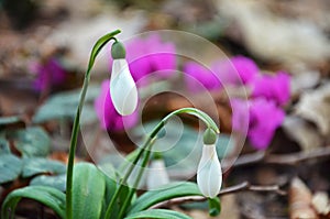 Snowdrop flowers on forest floor photo