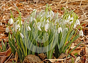 Snowdrop flowers or Galanthus, drooping bell shaped flowers in early Spring