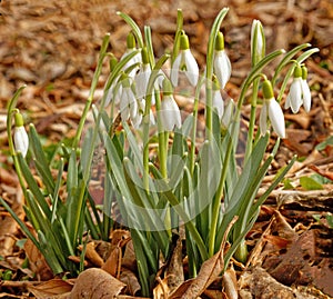 Snowdrop flowers or Galanthus, drooping bell shaped flowers in early Spring