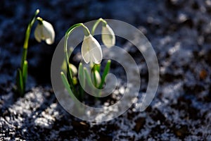 Snowdrop flowers Galanthus nivalis