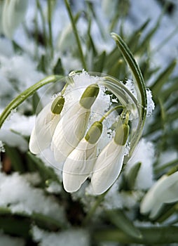 Snowdrop flowers Galanthus nivalis