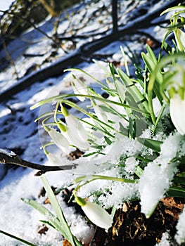 Snowdrop flowers Galanthus nivalis