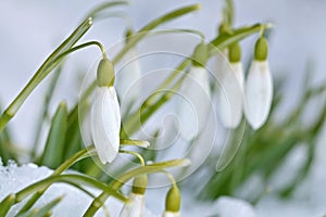 Snowdrop flowers (Galanthus nivalis)