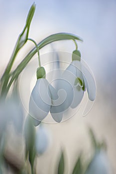 Snowdrop flowers Galanthus nivalis