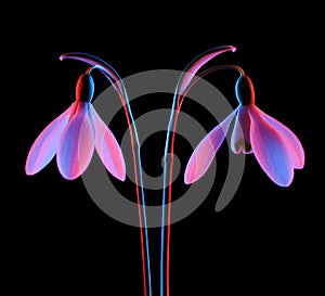 Snowdrop flowers Galanthus Nivalis in pink and blue neon light isolated on black