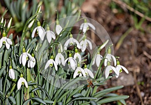 Snowdrop flowers (Galanthus nivalis) in spring