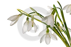 Snowdrop flowers nosegay isolated on white