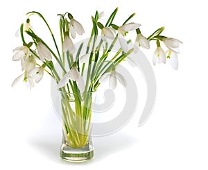 Snowdrop flowers nosegay isolated on white