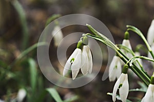 Snowdrop flowers and other spring flowers in grass in garden.