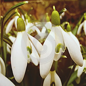 Snowdrop flowers and other spring flowers in grass in garden.