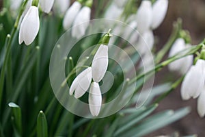 Snowdrop flowers and other spring flowers in grass in garden.